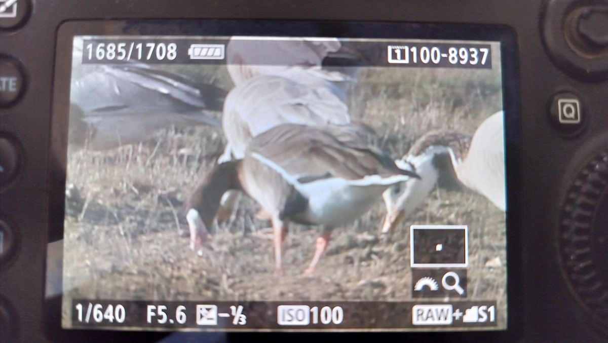 Lesser White-fronted Goose - ML615703421