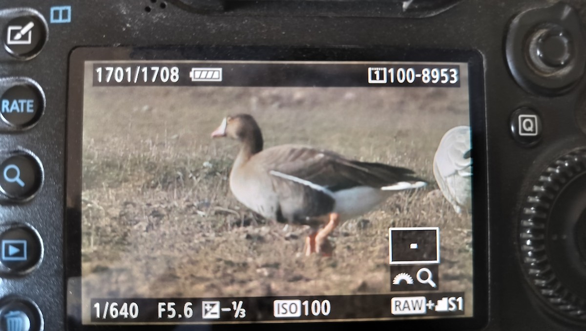 Lesser White-fronted Goose - ML615703422