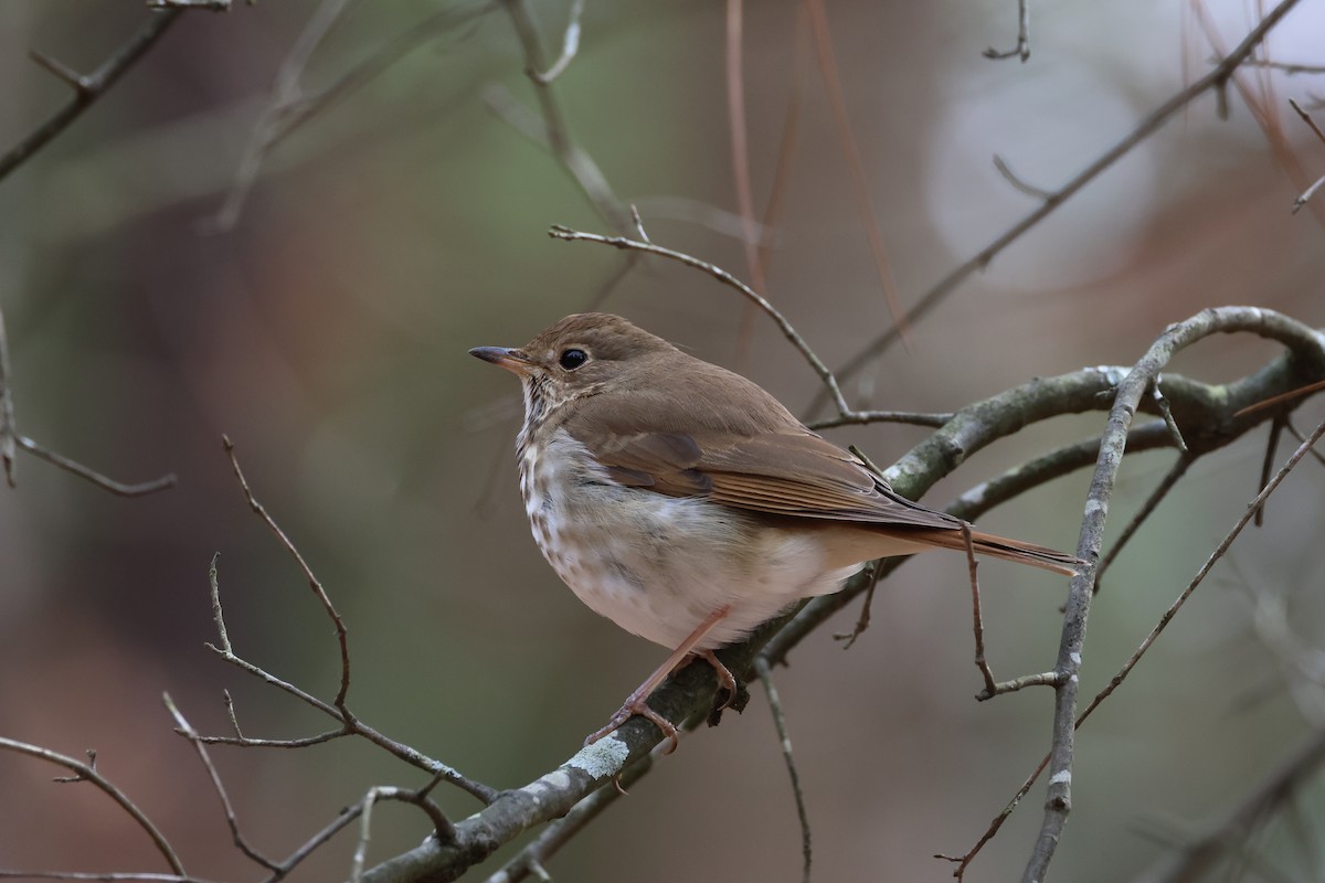 Hermit Thrush - ML615703431
