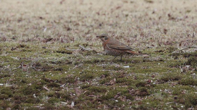 Naumann's Thrush - ML615703433