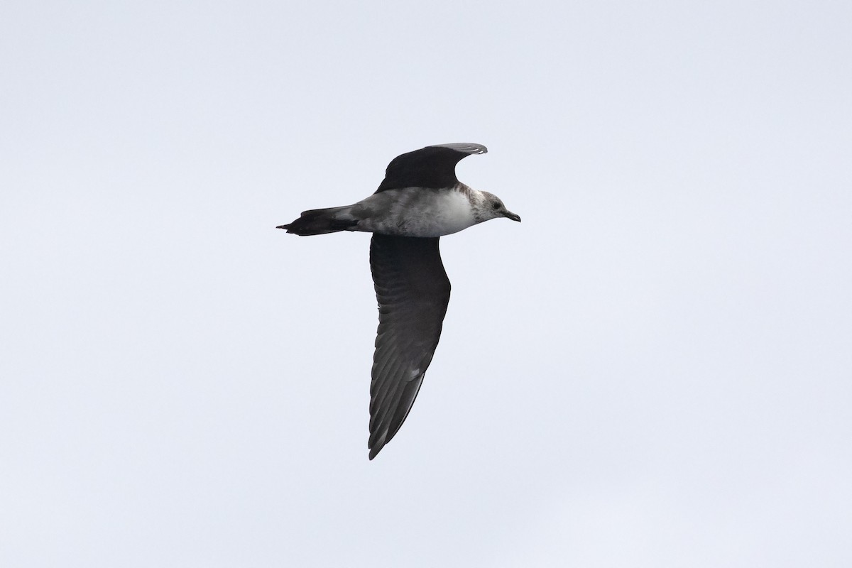 Long-tailed Jaeger - David Harper