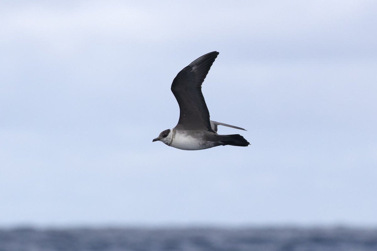 Long-tailed Jaeger - David Harper