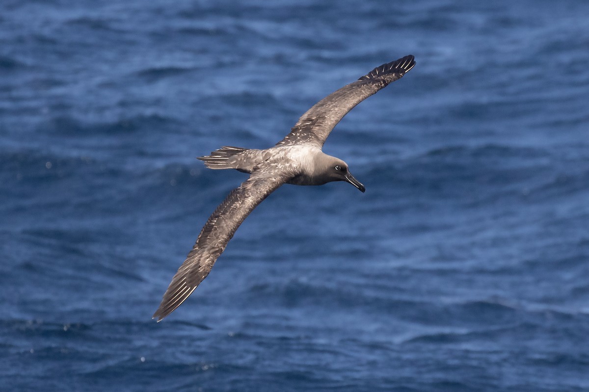 Sooty Albatross - David Harper