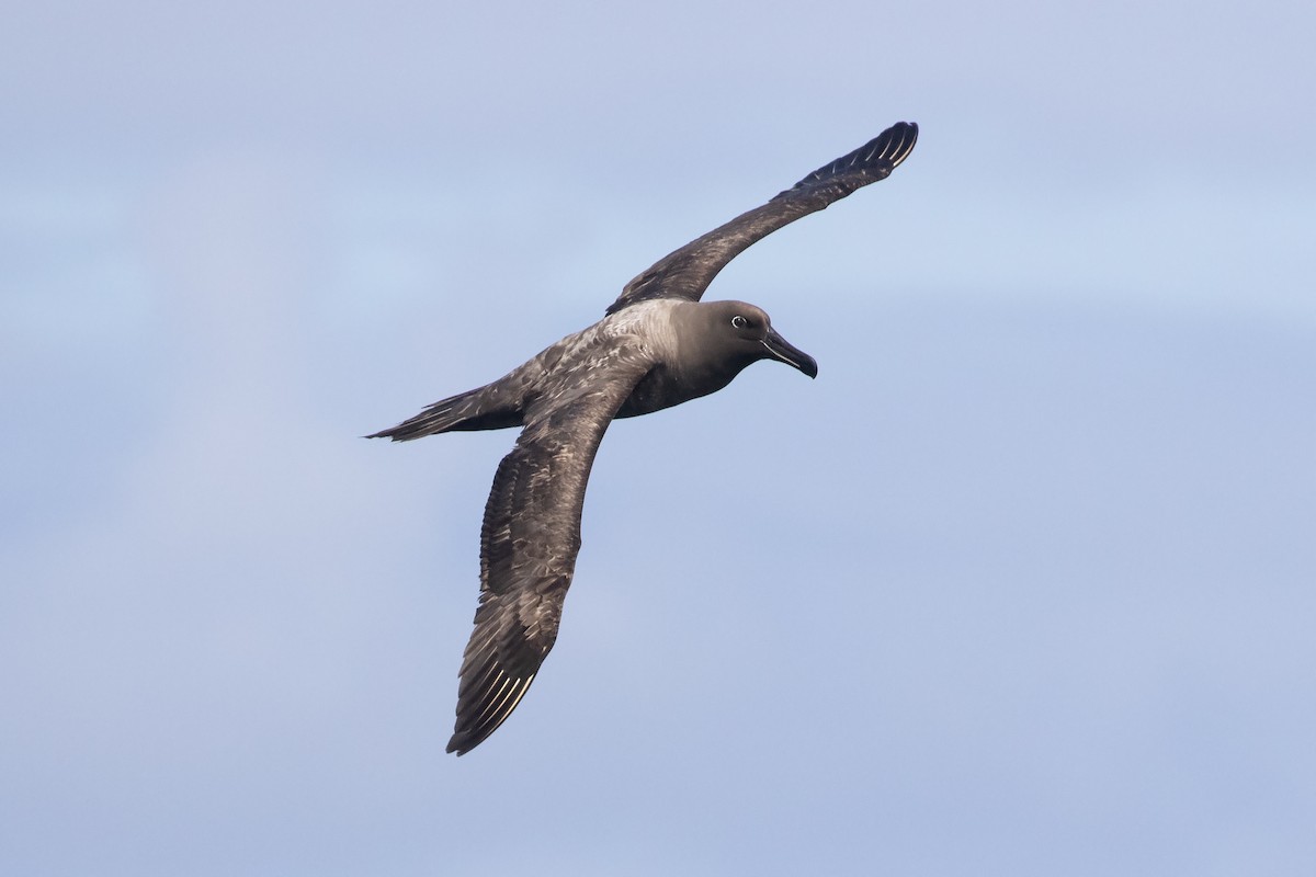 Sooty Albatross - David Harper