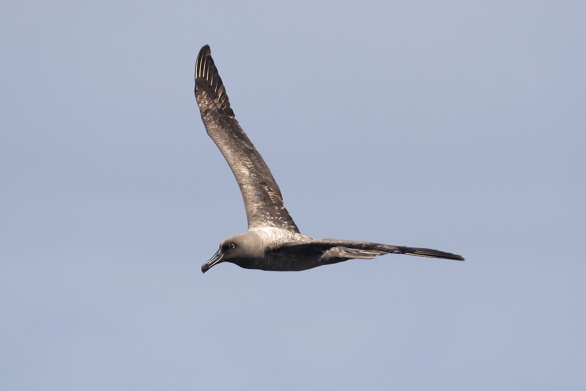 Sooty Albatross - ML615703499