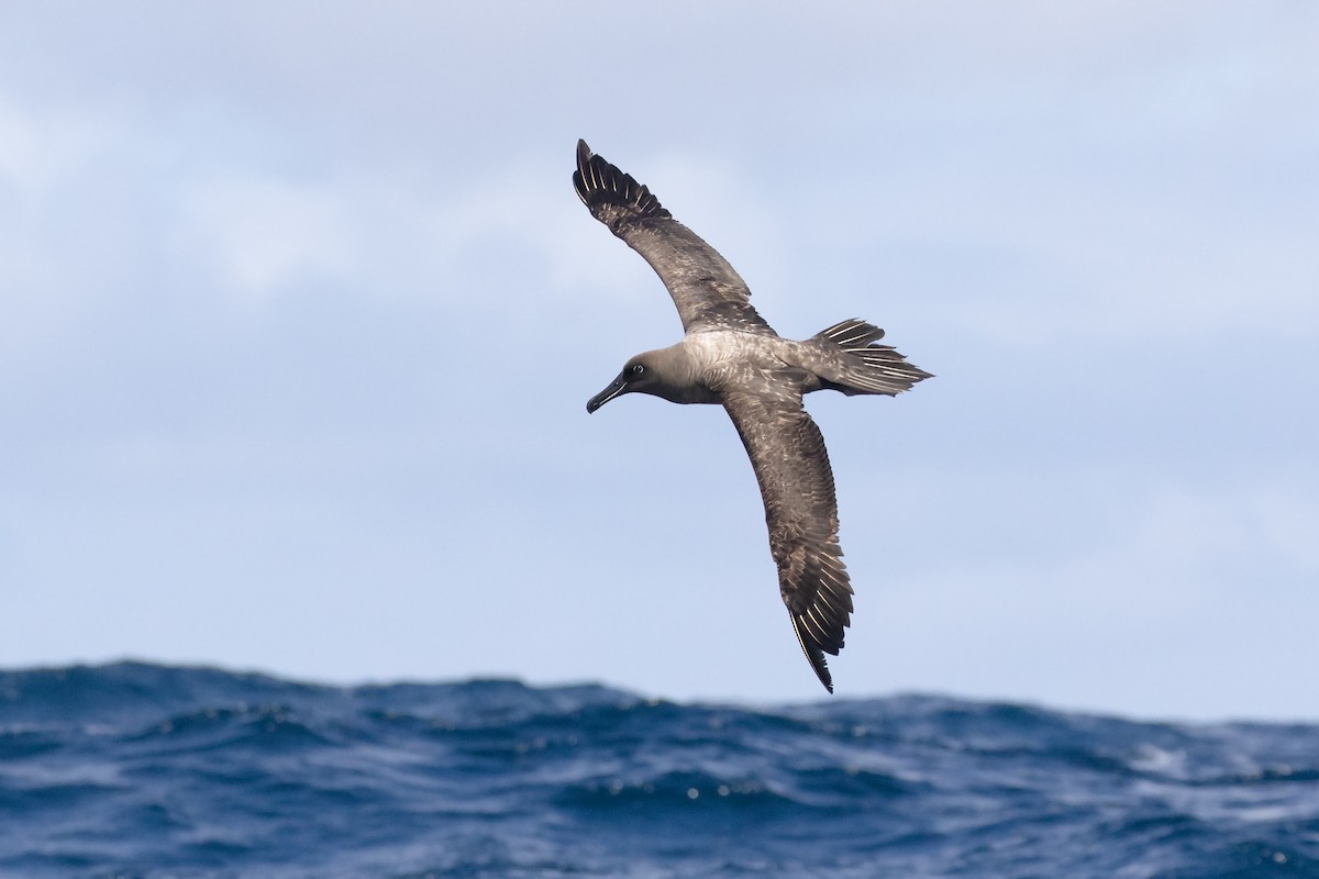 albatros hnědý - ML615703500