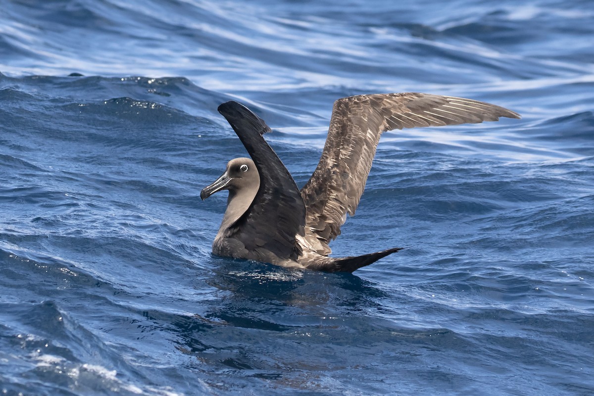 albatros hnědý - ML615703503