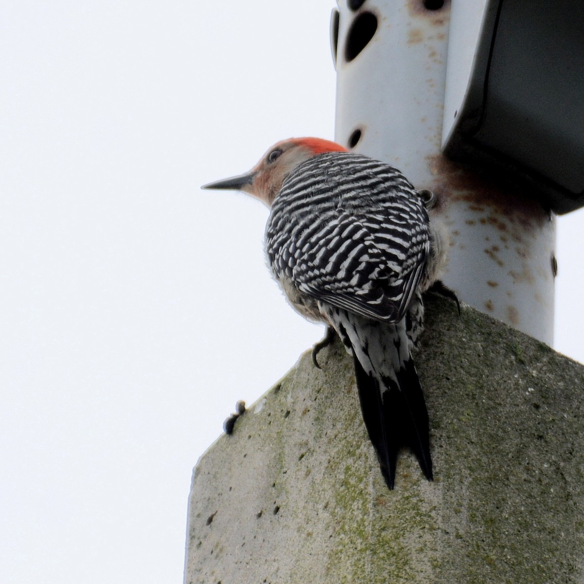 Red-bellied Woodpecker - John Whitehead