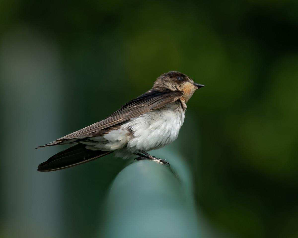 Barn Swallow - ML615703539