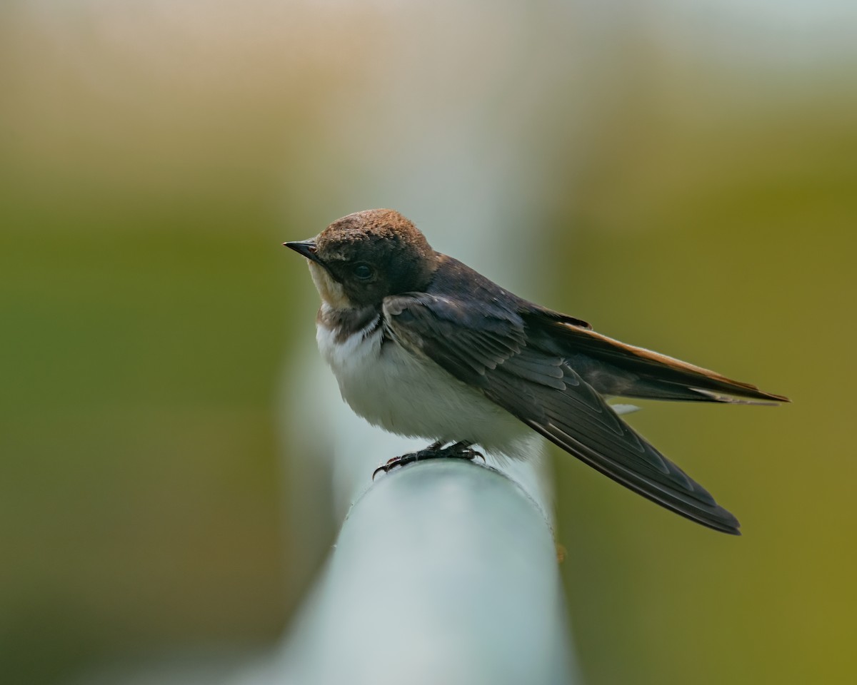 Barn Swallow - Yan Ze Ng