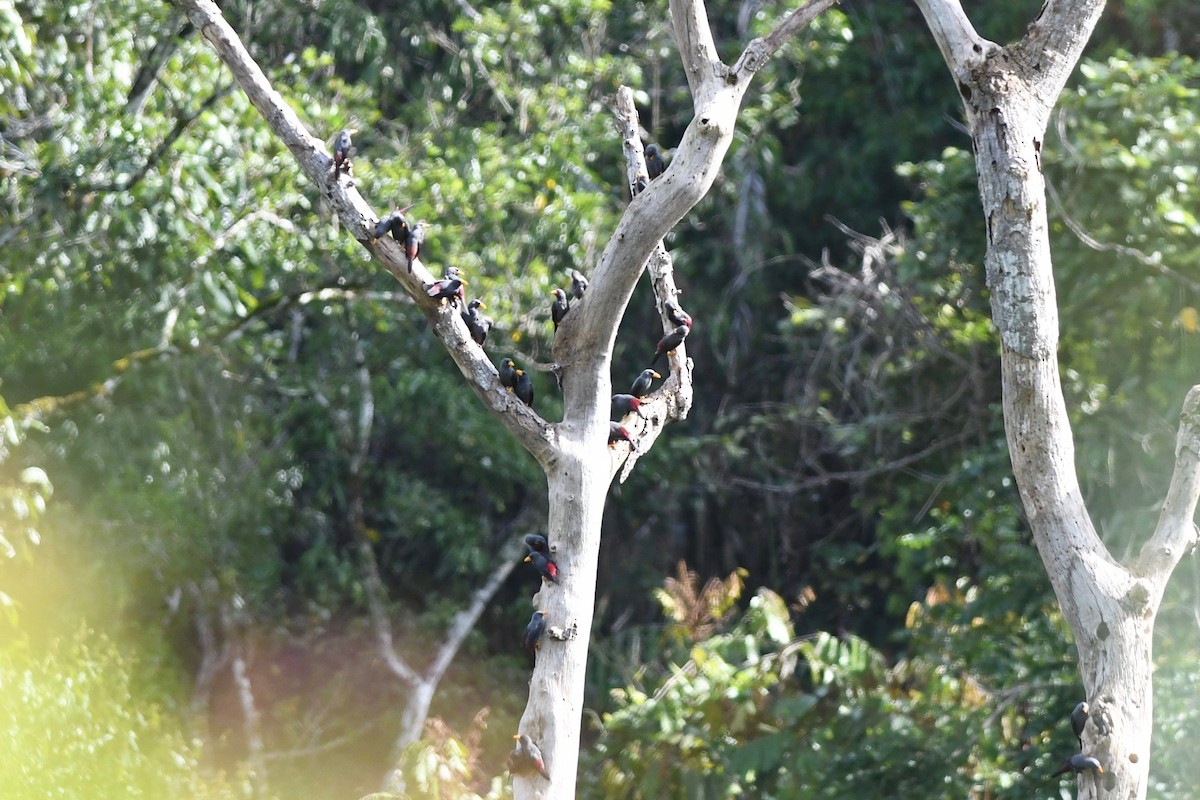 Finch-billed Myna - Antoine Reboul