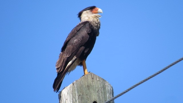 Crested Caracara (Northern) - Ann Griffin