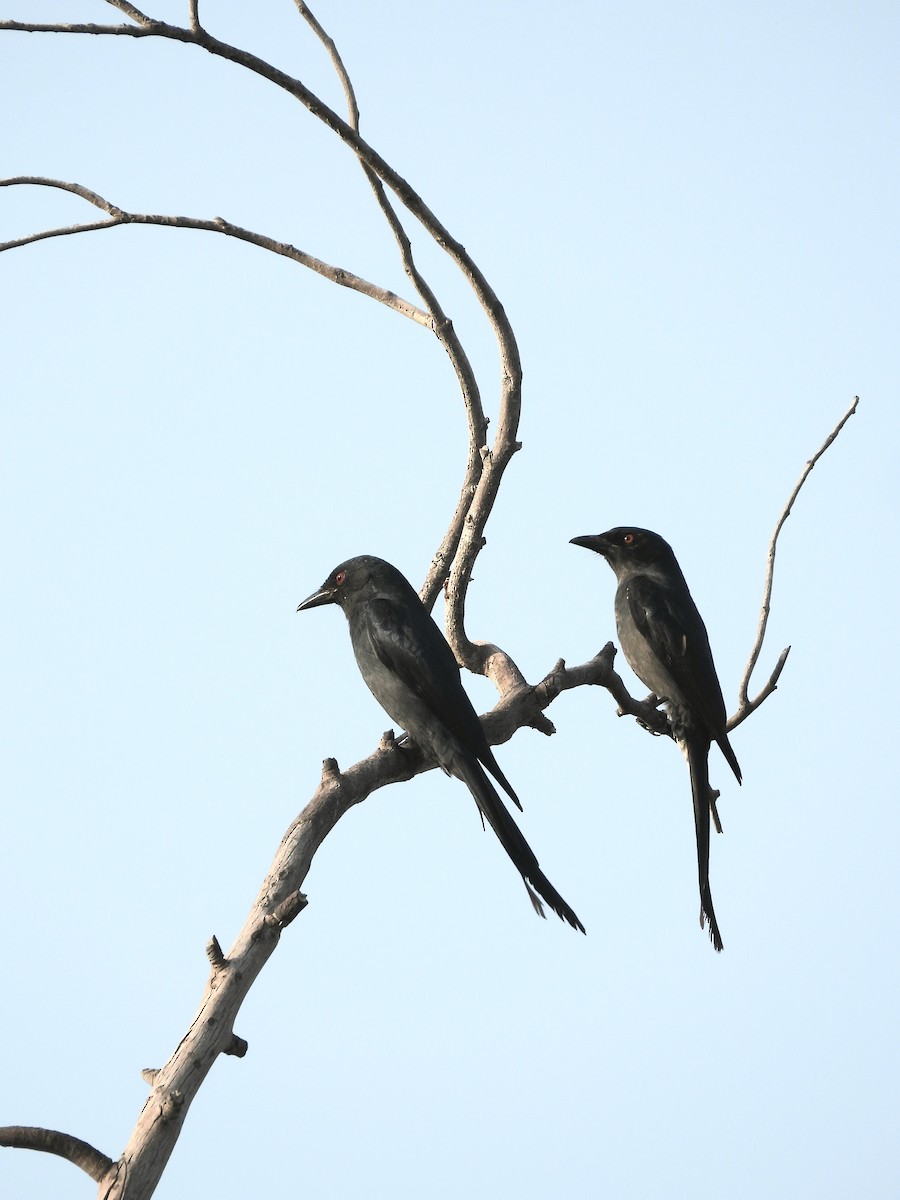 Ashy Drongo - ML615703630