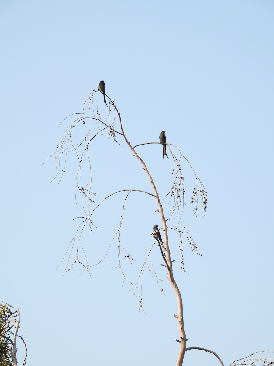 Ashy Drongo - ML615703631