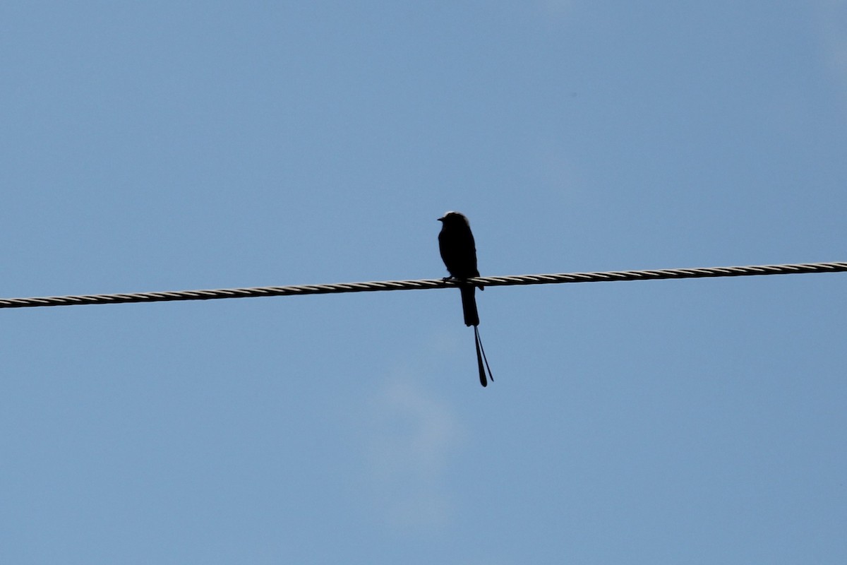 Long-tailed Tyrant - ML615703686