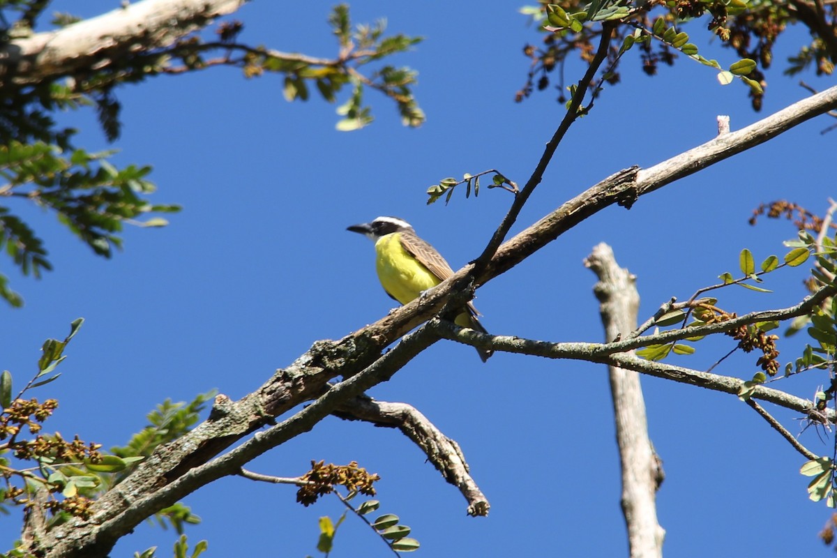 Boat-billed Flycatcher - ML615703688