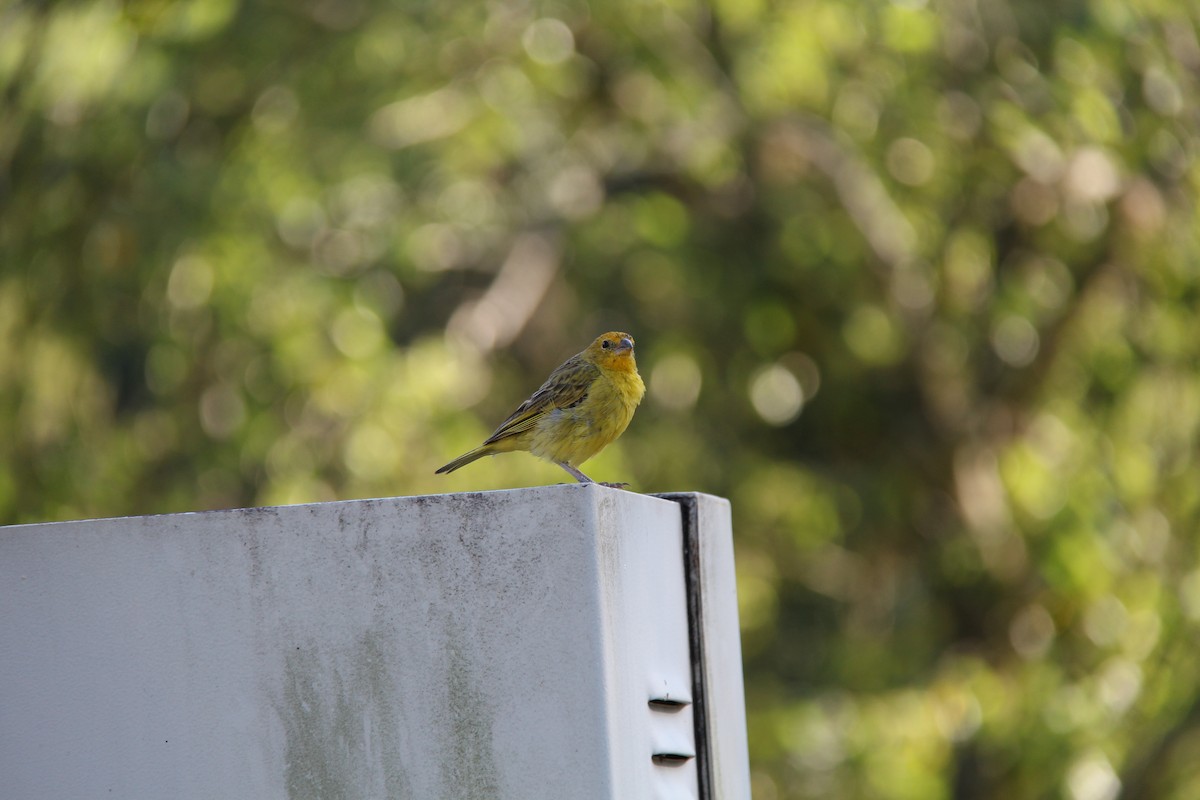 Saffron Finch - ML615703694