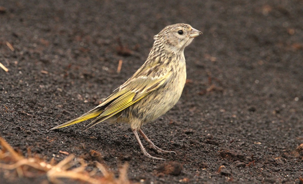 White-bridled Finch (Falkland) - ML615703724