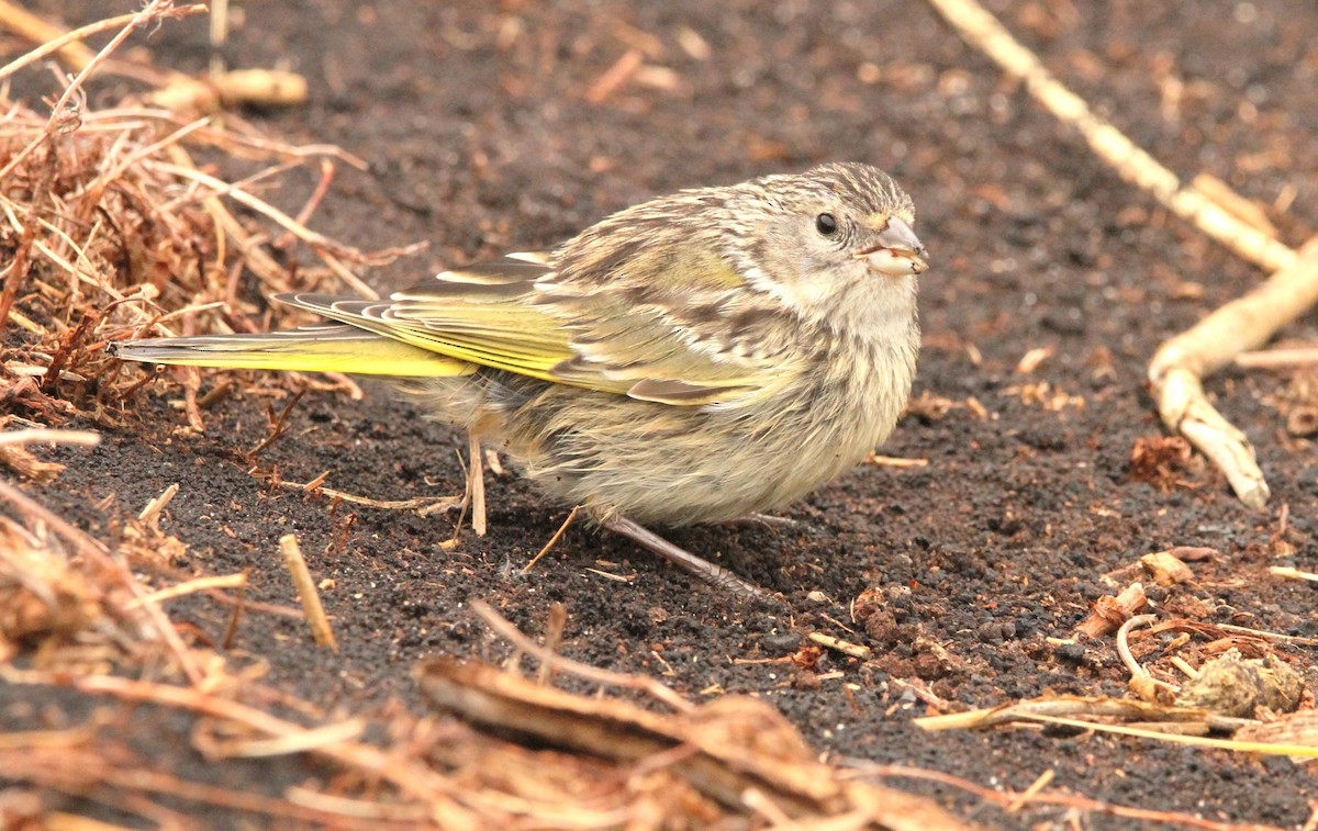 White-bridled Finch (Falkland) - ML615703731