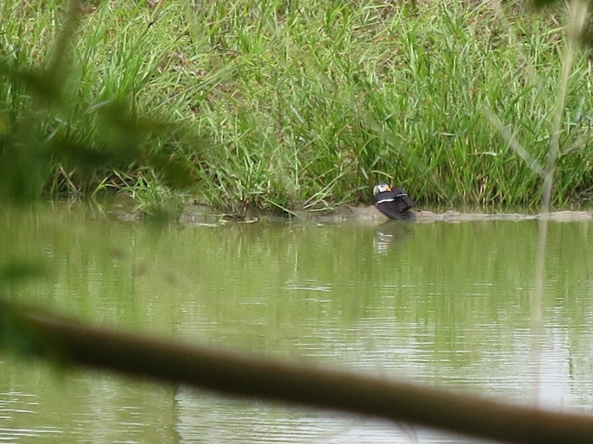 African Pygmy-Goose - ML615703738