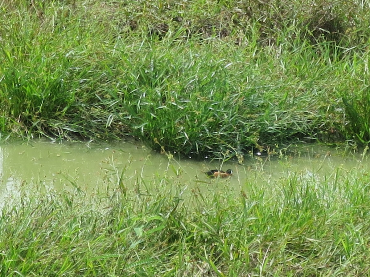 African Pygmy-Goose - ML615703743