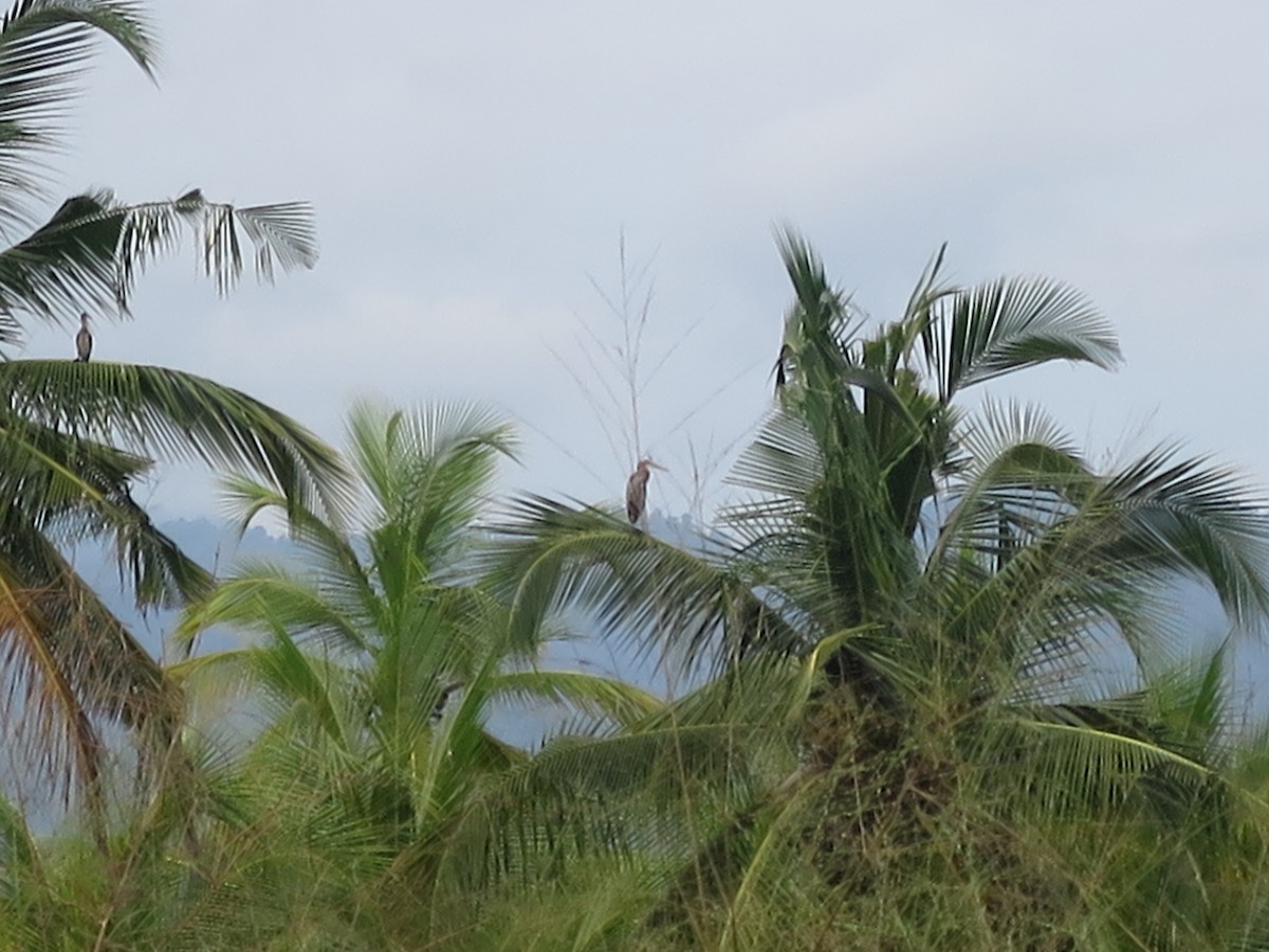 Purple Heron - ML615703765