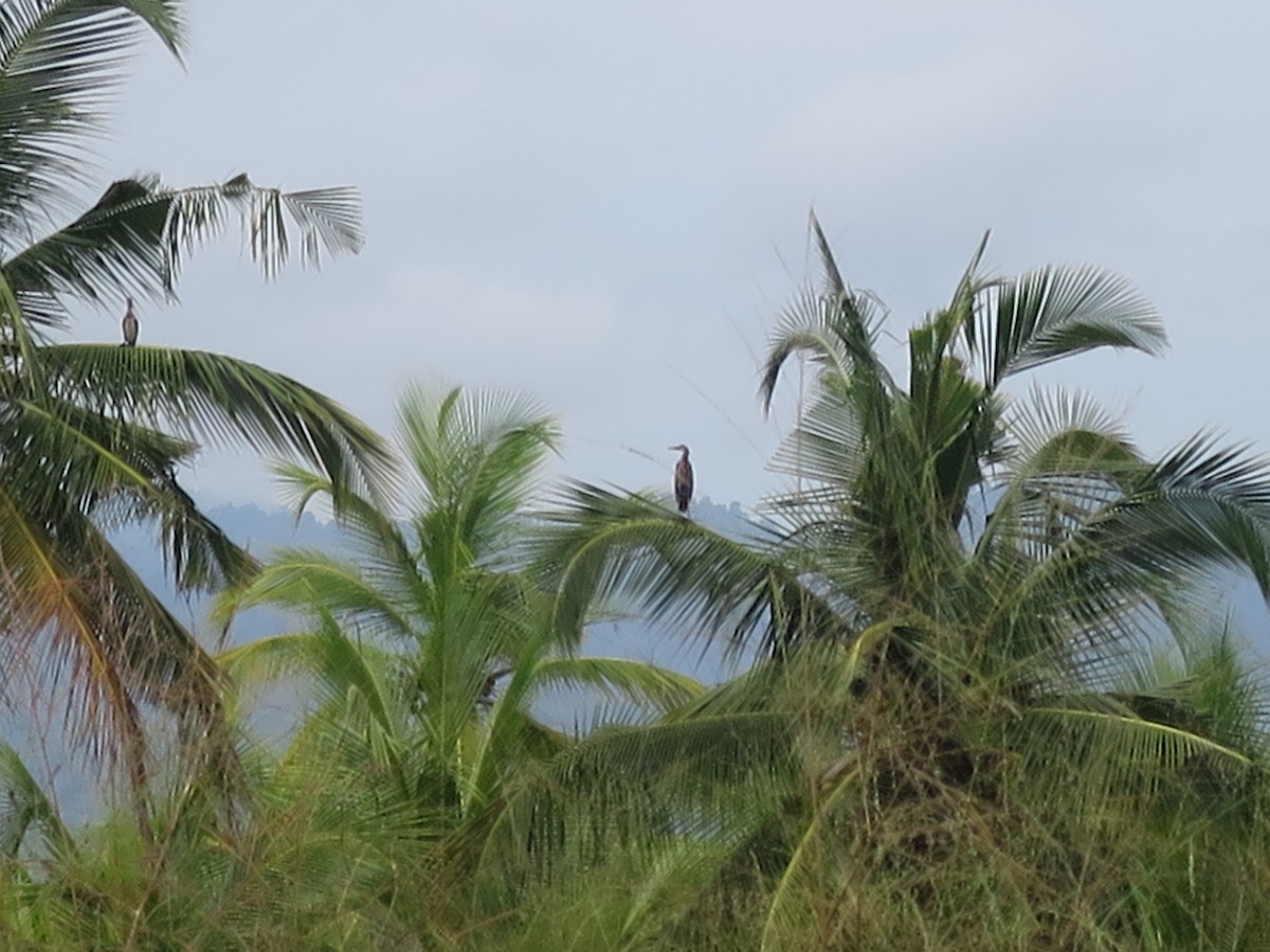 Purple Heron - ML615703766