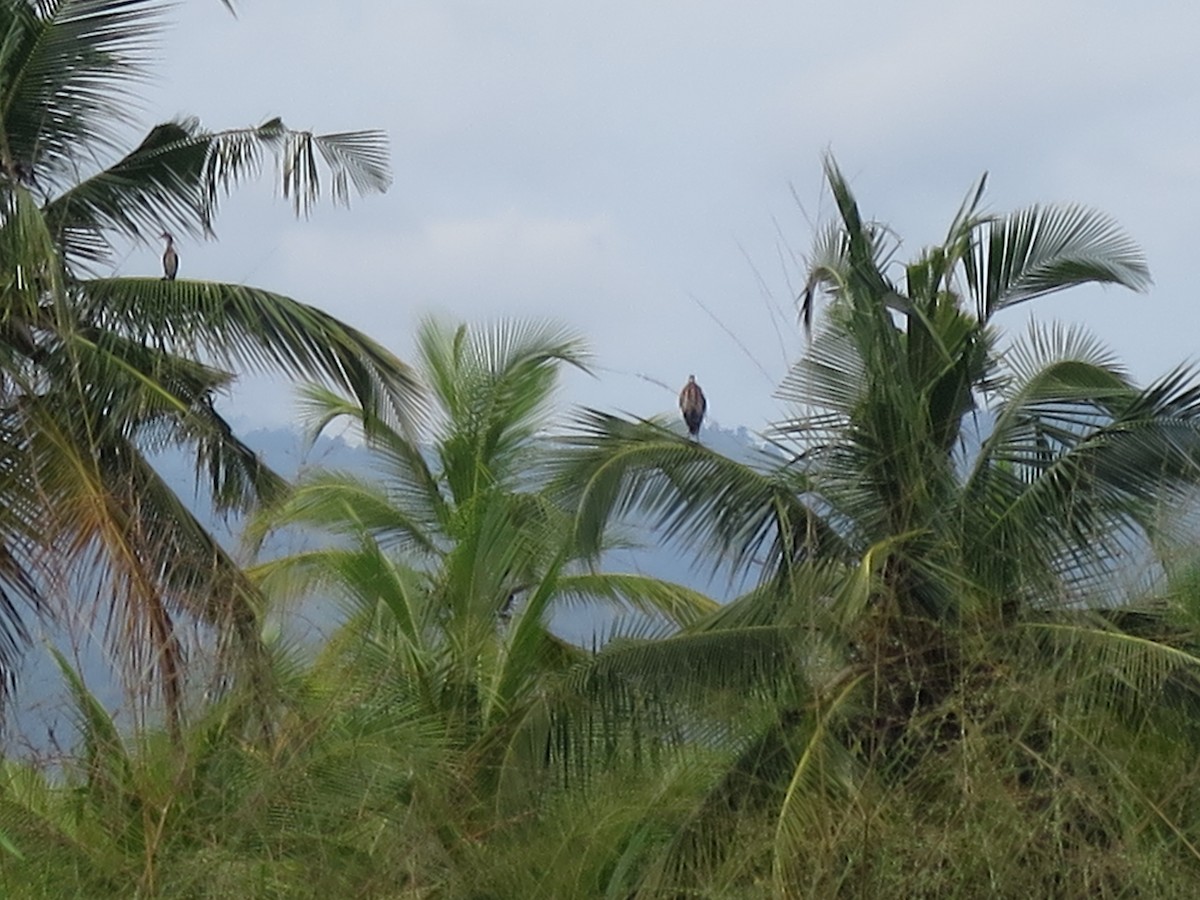 Purple Heron - Ricardo de Lima