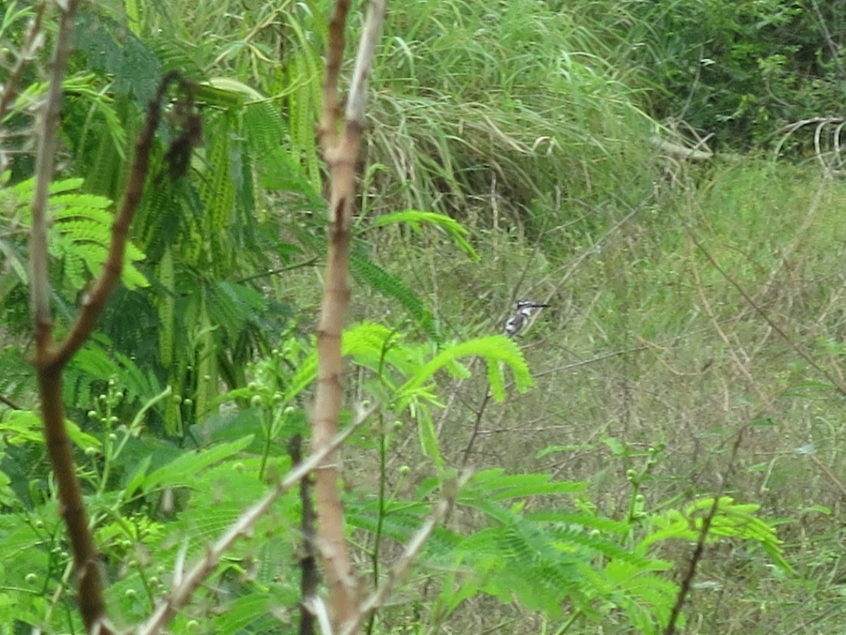 Pied Kingfisher - ML615703774