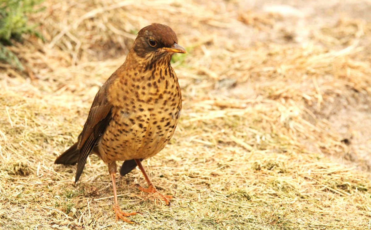 Austral Thrush - ML615703794