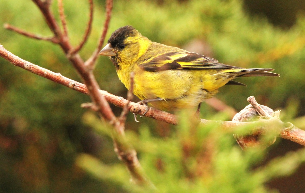 Black-chinned Siskin - ML615703796