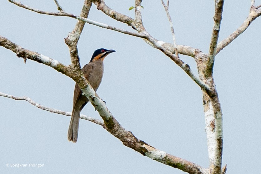 Dwarf Koel - Songkran Thongon