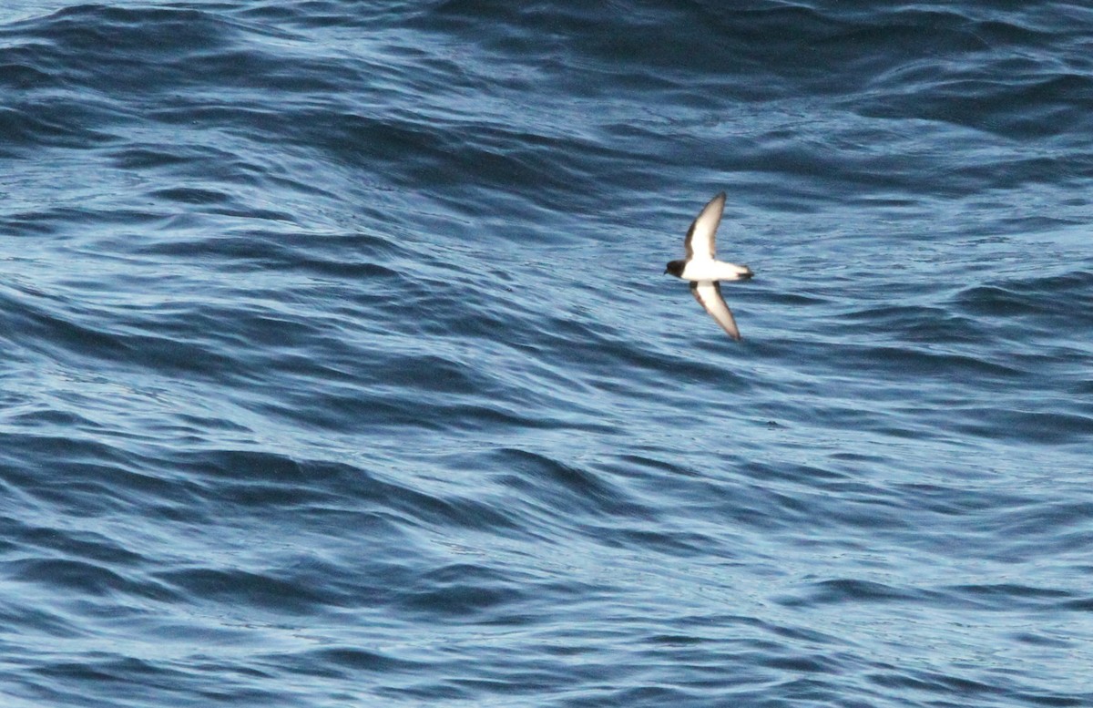 Gray-backed Storm-Petrel - ML615703811