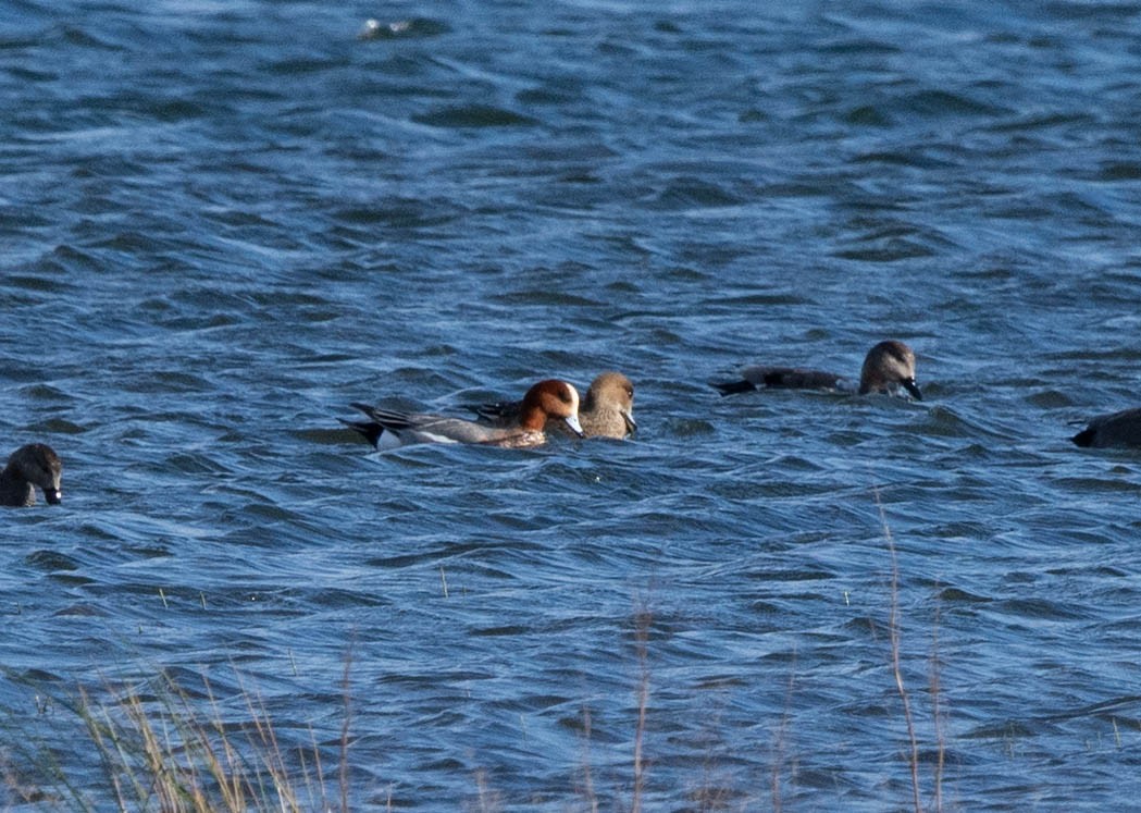 Eurasian Wigeon - ML615703955