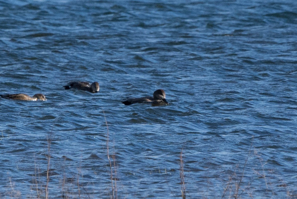 Gadwall - João  Esteves