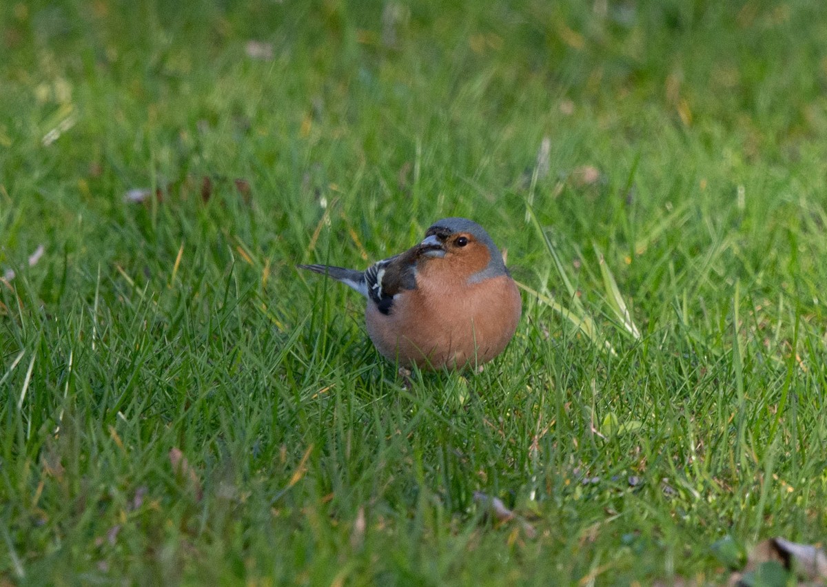 Common Chaffinch - ML615703960