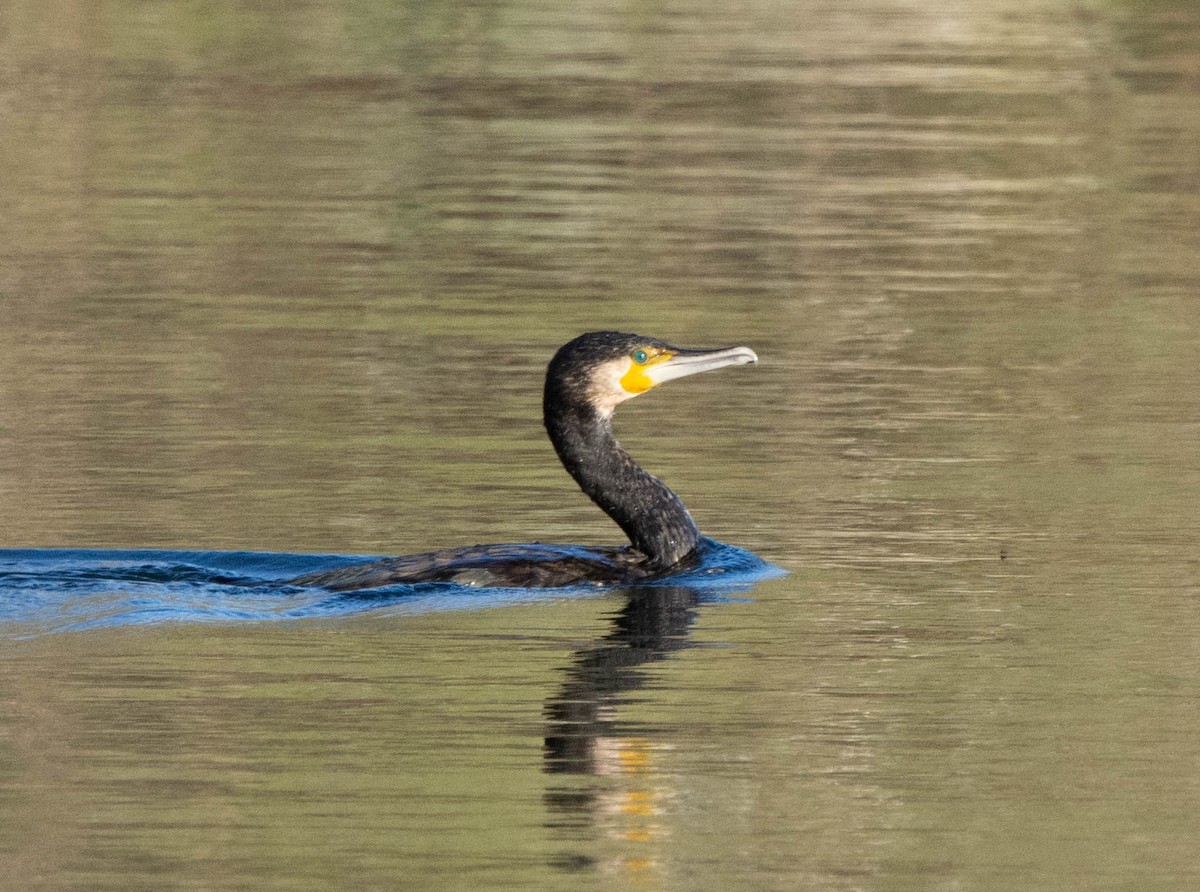 Cormorán Grande - ML615703962