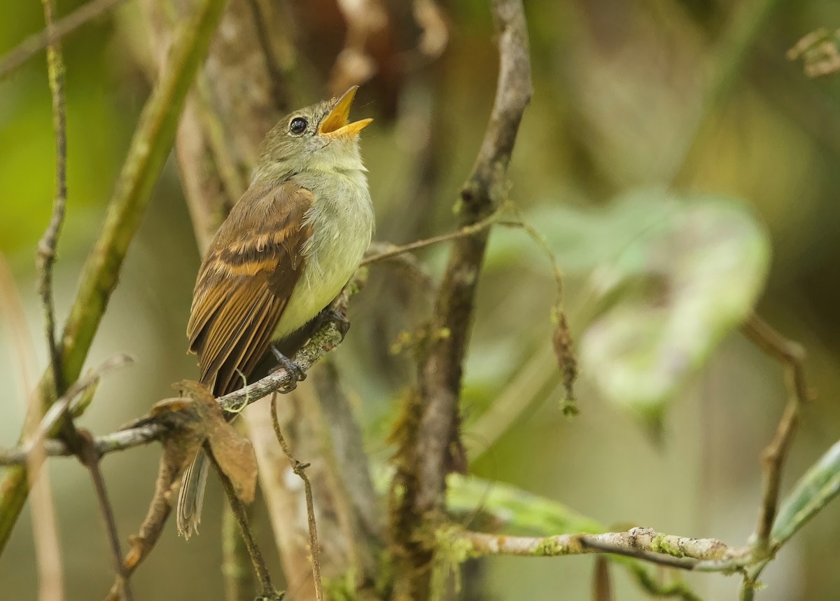 Roraiman Flycatcher - ML615703983