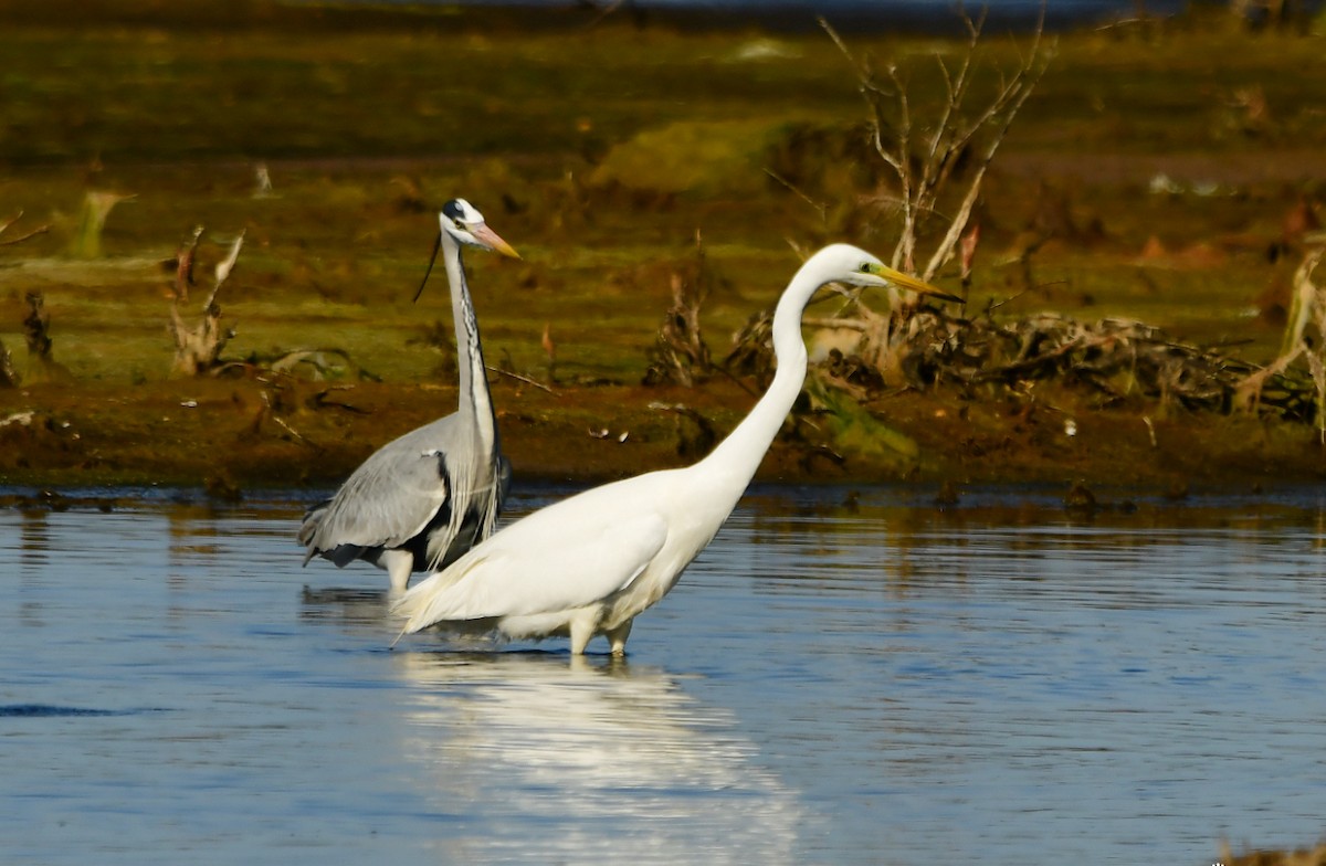 Great Egret - ML615704002