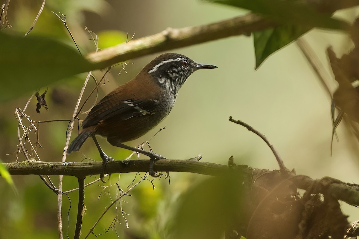 Bar-winged Wood-Wren - ML615704004