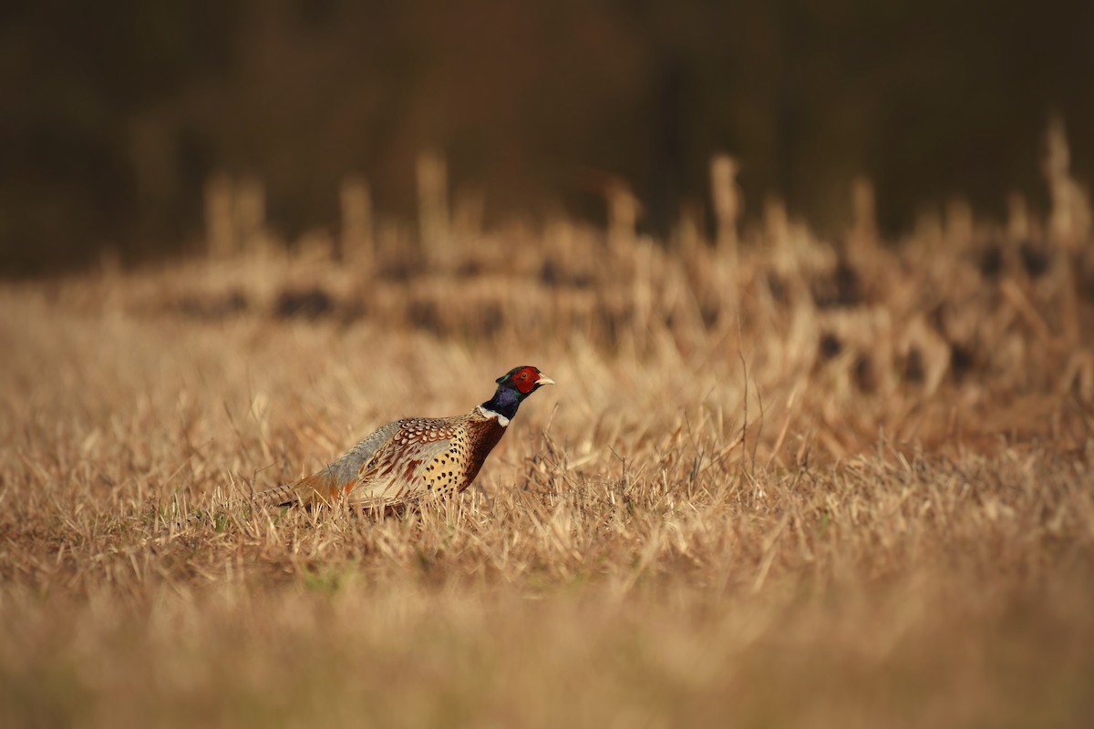 Ring-necked Pheasant - Samuel Keener