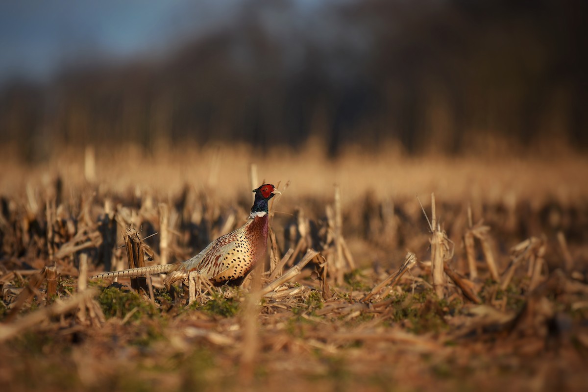 Ring-necked Pheasant - Samuel Keener