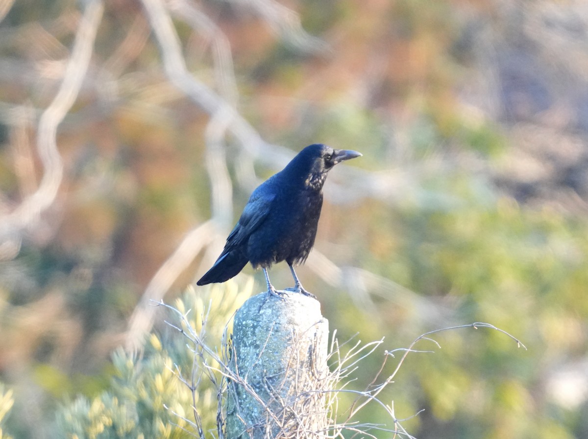 Large-billed Crow - ML615704057
