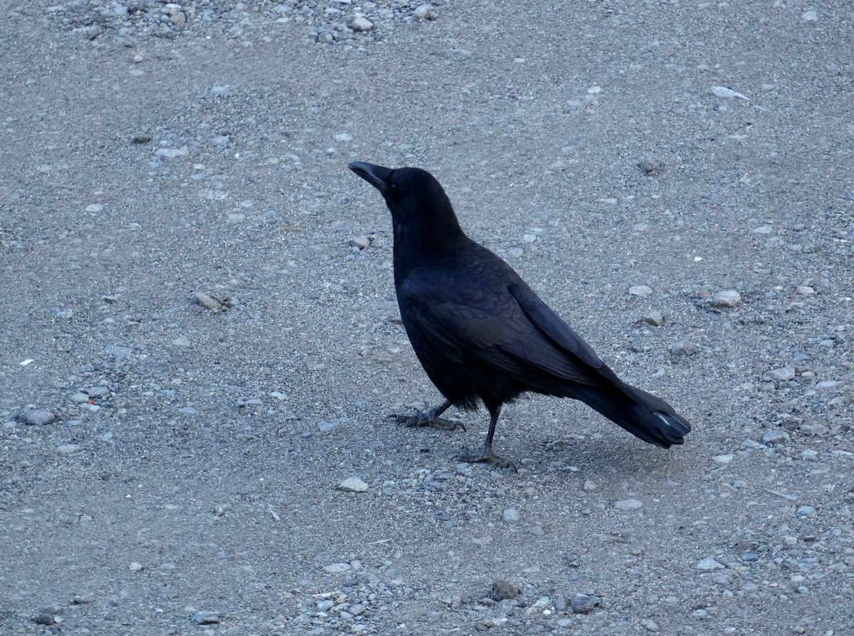 Large-billed Crow - ML615704058