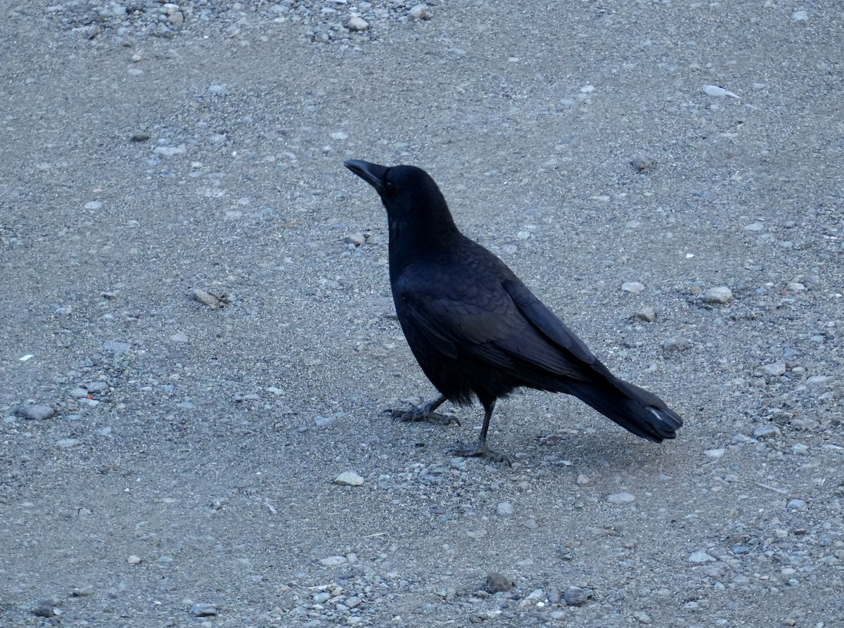 Corbeau à gros bec - ML615704058