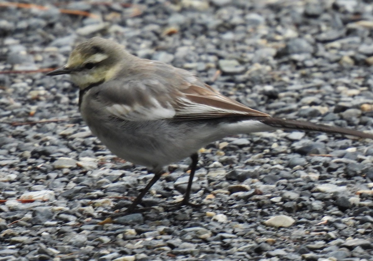 wagtail sp. - ML615704073