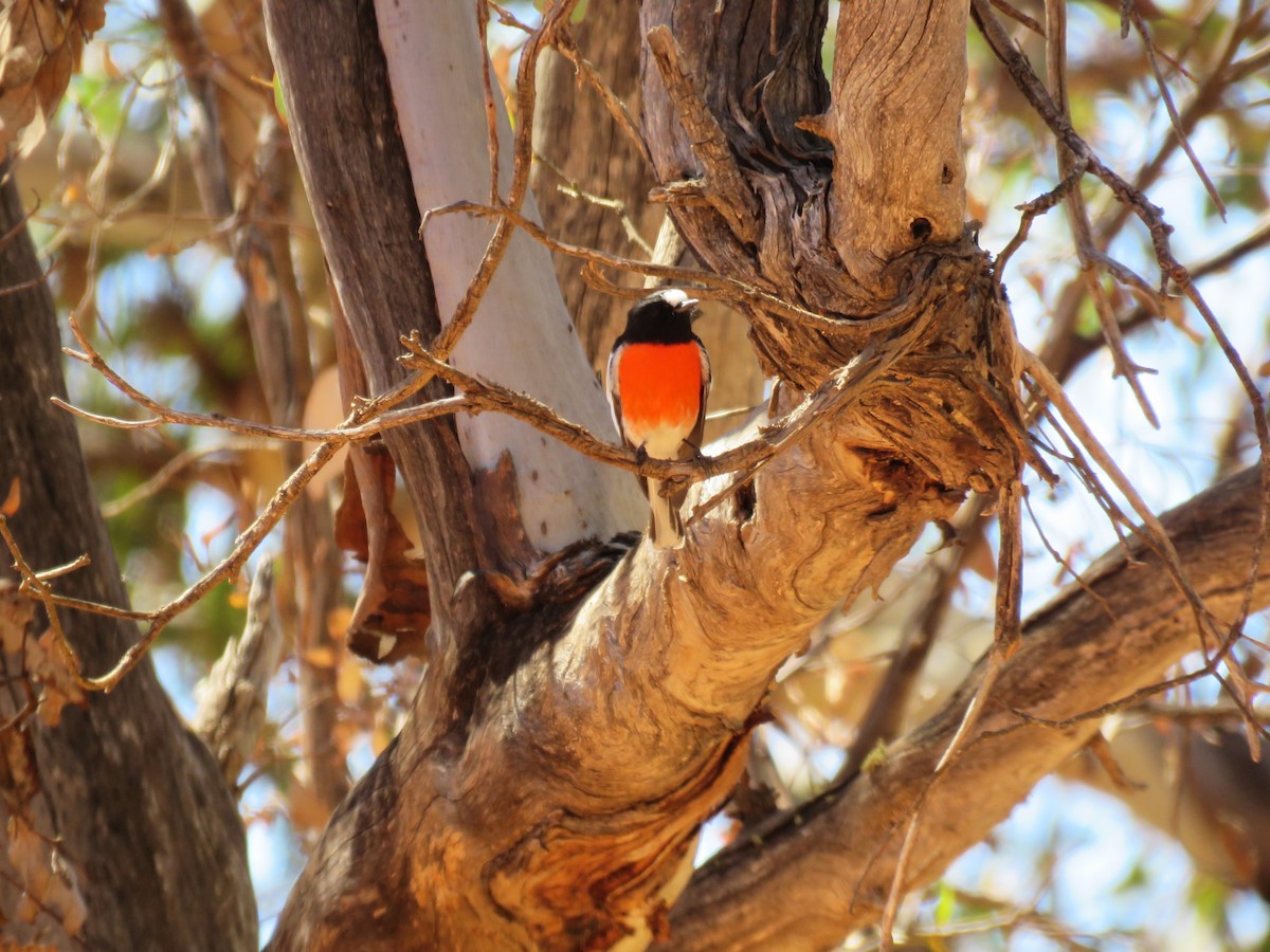 Scarlet Robin - ML615704076