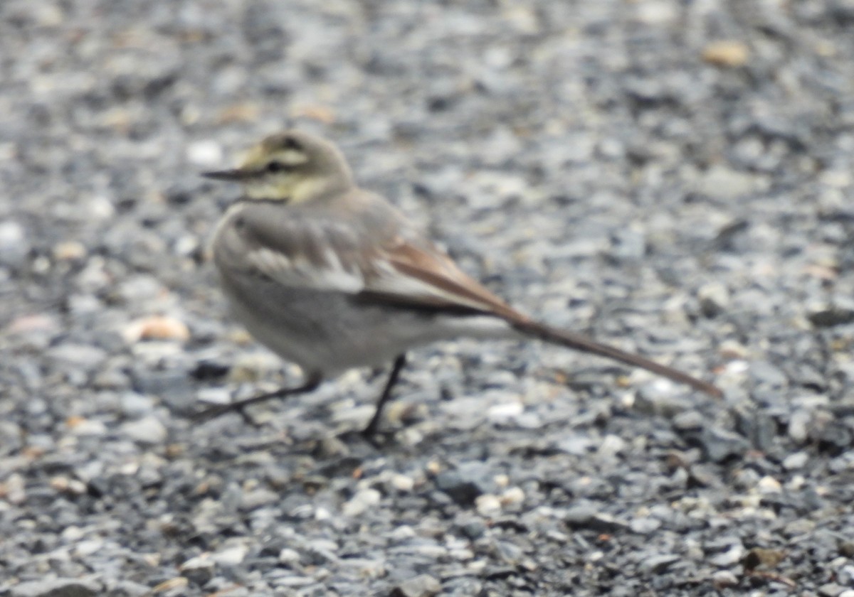 wagtail sp. - ML615704082