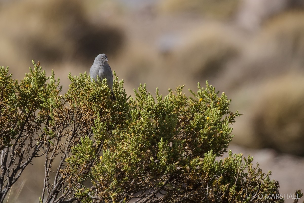 Plumbeous Sierra Finch - Pio Marshall