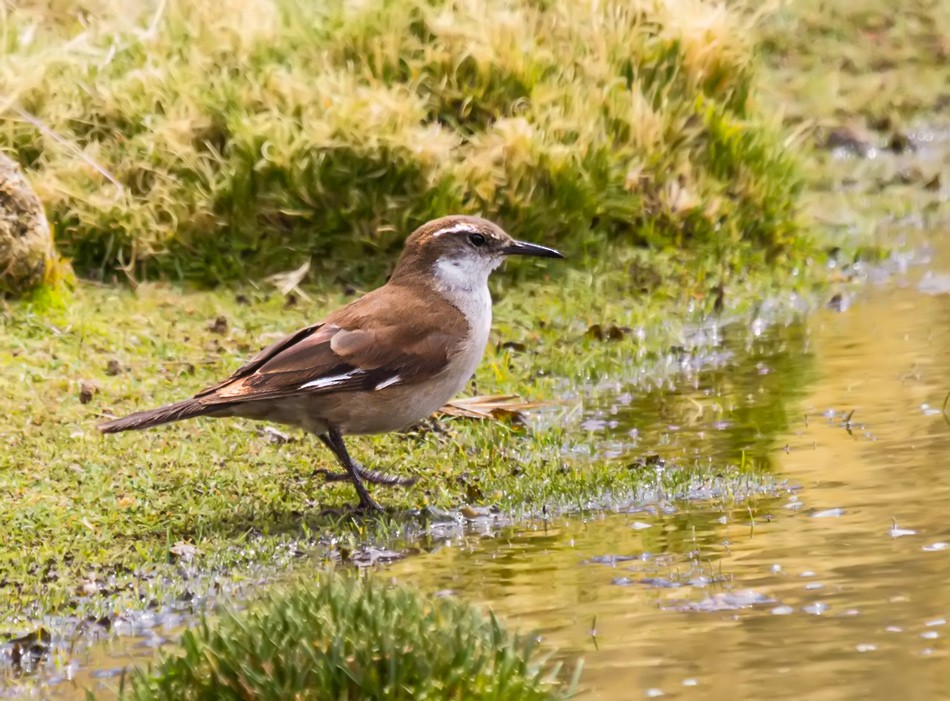 White-winged Cinclodes - Pio Marshall